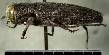 Media type: image;   Entomology 24439 Aspect: habitus lateral view